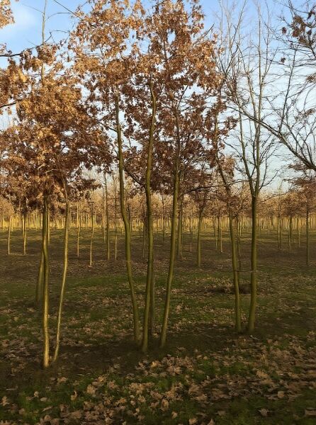Quercus robur (Stiel-Eiche/Sommer-Eiche) 500-600 cm m. Db., mehrstämmiger Baum mit braunem Laub in Baumschule