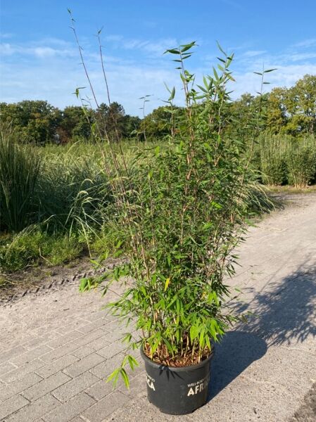 Bambus 'Violet Woods' ® / Bambus 'Violet Woods' ®