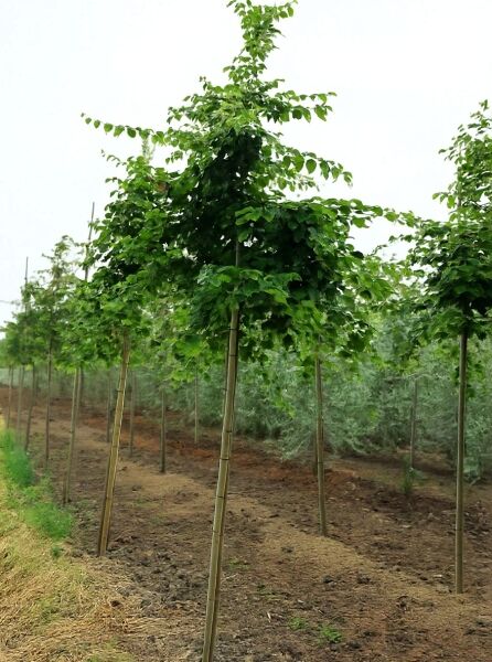 Eisenholzbaum Parrotia persica 'Vanessa' Hochstamm 14-16 StU, junger Baum mit aufrechter Krone und grünem Laub