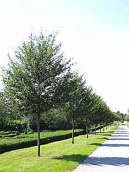 Acer campestre 'Elsrijk' / Feld-Ahorn 'Elsrijk'
