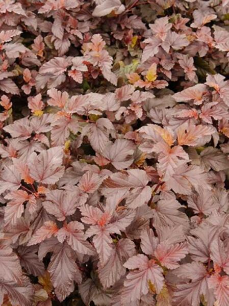 Physocarpus opulifolius 'Lady in Red ®' / Blasenspiere 'Lady in Red'