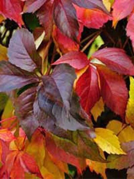 Parthenocissus quinquefolia 'Engelmannii' / Selbstklimmender Mauerwein 'Engelmannii' / Engelsmann-Wein