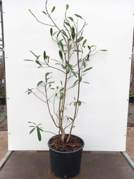 Magnolia virginiana (Sumpfmagnolie) Strauch im Container C20, 125-150 cm, mehrere Triebe mit schmalen grünen Blättern
