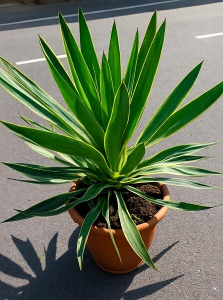 Yucca filamentosa 'Bright Edge' / Gelbgestreifte Palmlilie 'Bright Edge' im Topf, grüne schwertförmige Blätter mit gelbem Rand.