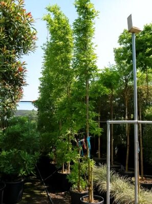 Blauregen / Wisteria gnstig in Top-Baumschulqualitt kaufen