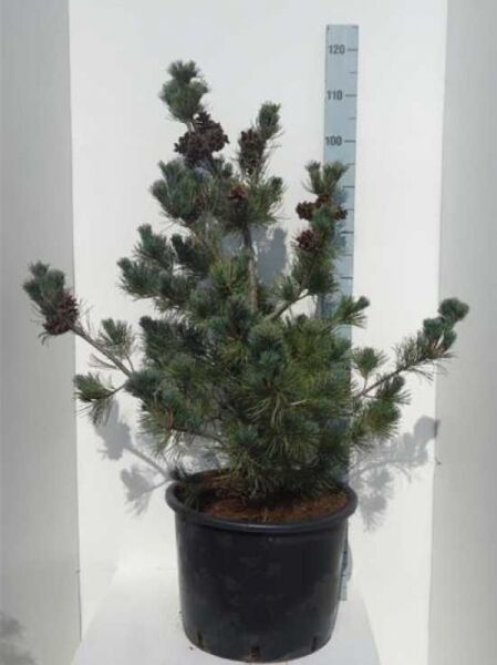 Pinus parviflora 'Negishi' / kompakte blaue Mädchenkiefer 60–80 cm, C25-Topf, buschiger Wuchs mit blauen Nadeln