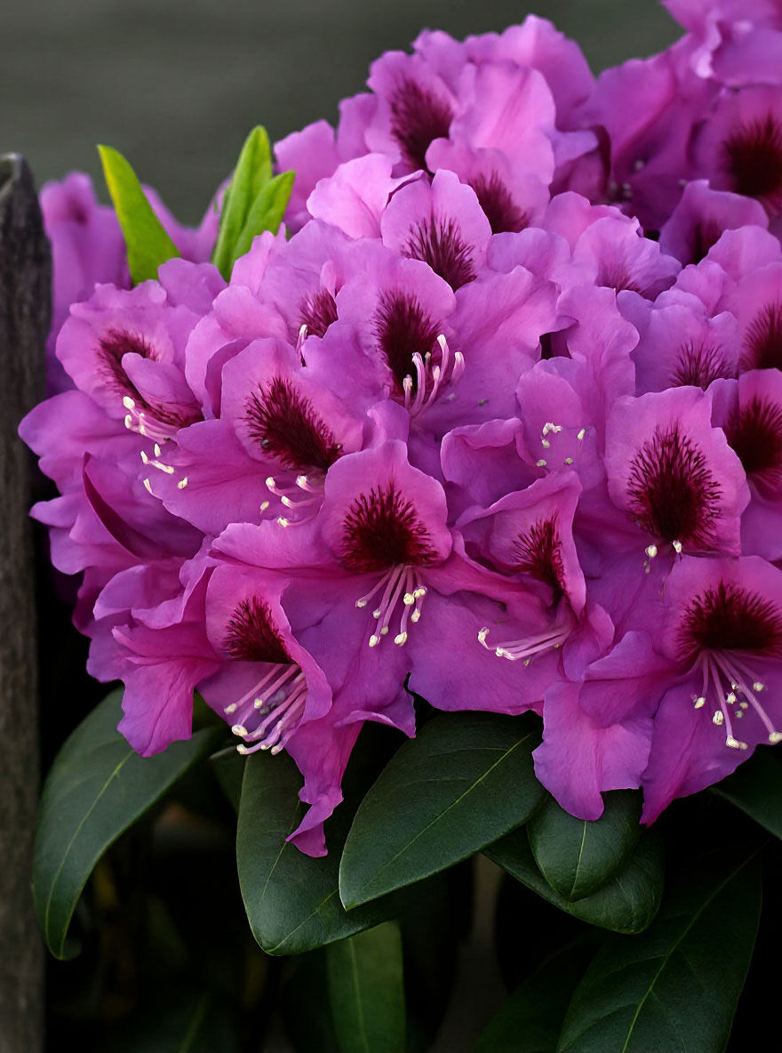 Rododendras Rasputin Rhododendron Hybride 'INKARHO Rasputin' - Rhododendron Hybride 'INKARHO ...