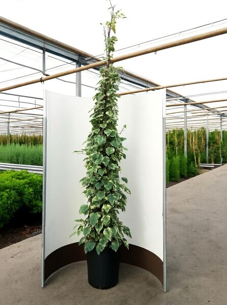 Nordafrikanisches Efeu 'Gloire de Marengo' (Hedera algeriensis) 200-250 cm C20, kletternde Pflanze mit panaschierten Blättern im Topf