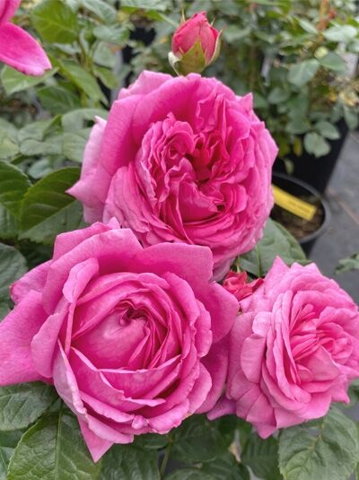 Edelrose 'Anuschka' / Edelrose 'Anuschka'