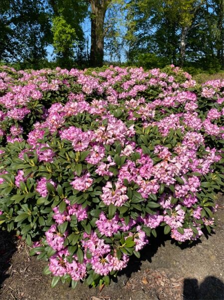 Rhododendron 'Arktis' / Rhododendron Hybride 'Arktis'