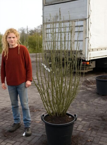 Garten-Eibisch 'Ardens' (Hibiscus syriacus 'Ardens'), Strauch im Container C35, 150–175 cm, mit aufrechten Trieben.