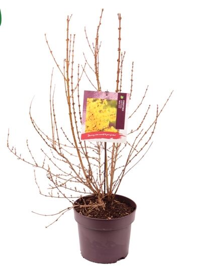 Forsythie 'Week-End' / Goldglöckchen 'Week-End ®' / Forsythia intermedia 'Week-End ®'