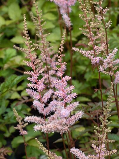 Astilbe arendsii 'Hyazinth' (Pracht-Spiere) mit rosa, fedrigen Blütenrispen und grünem Laub im Beet.