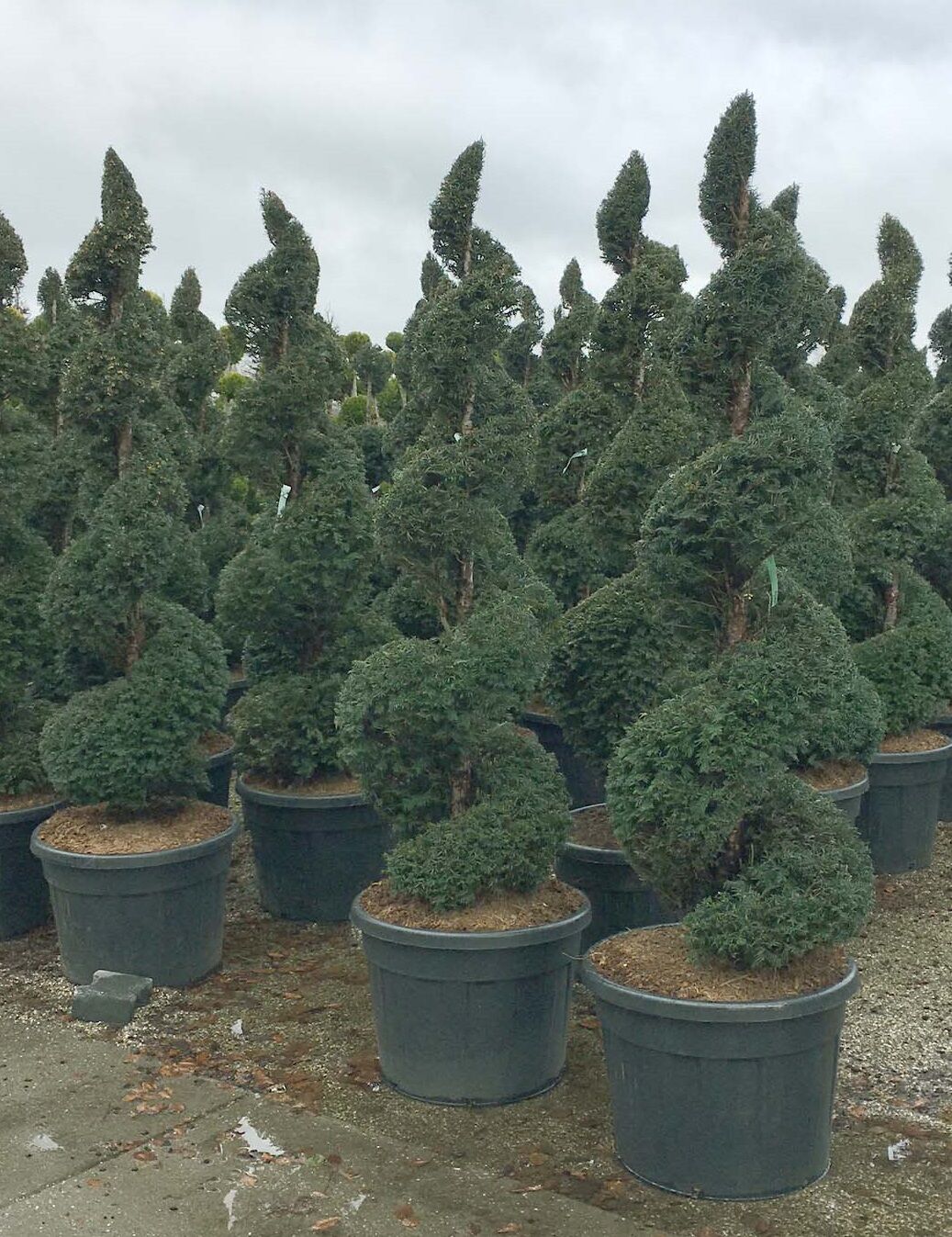 Heimische Eibe 'Spirale' 175-200 cm Solitr - Taxus baccata 'Spirale'  175-200 cm Solitr