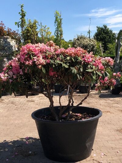 Rhododendron 'Sneezy' H: 130 cm B: 180 cm (6027) / Rhododendron yakushimanum 'Sneezy' Schirmform