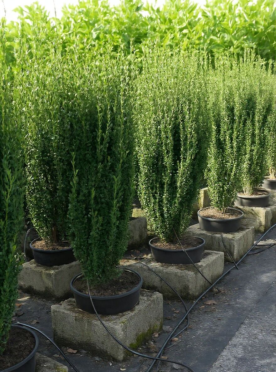 Japanische Sulen-Stechpalme - Ilex crenata 'Fastigiata' - Baumschule  NewGarden