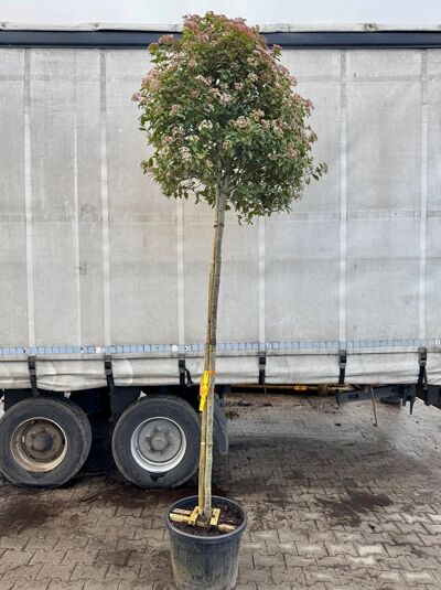 Mittelmeer-Schneeball 'Eve Price' / Viburnum tinus 'Eve Price'