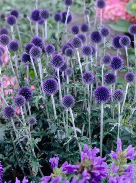 Kugel-Distel 'Veitchs Blue' / Echinops ritro 'Veitchs Blue'