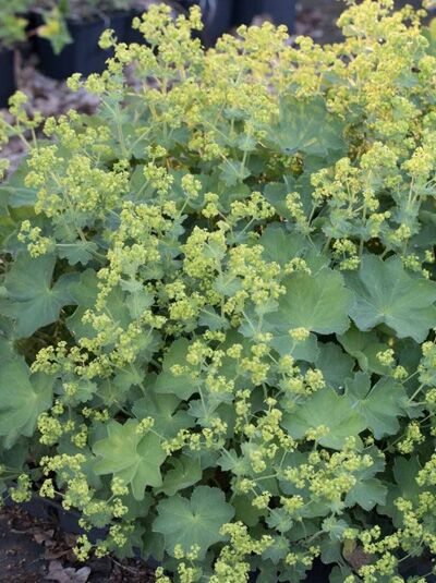 Gewöhnlicher Frauenmantel / Alchemilla xanthochlora (vulgaris)