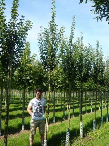 Wild-Birne 'Beech Hill' / Kultur-Birne 'Beech Hill' / Pyrus communis 'Beech Hill'