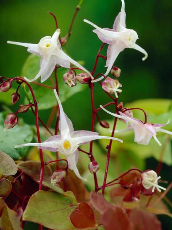 Großblütige GartenElfenblume / Epimedium grandiflorum kaufen