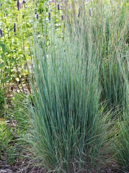 Blaues Präriegras &#039;Prairie Blues&#039; / Schizachyrium scoparium &#039;Prairie Blues&#039;