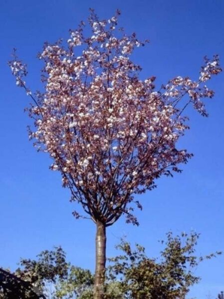 Prunus 'Pandora' / Zierkirsche 'Pandora'