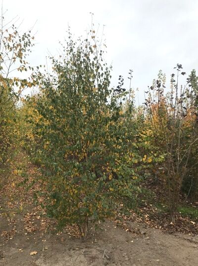 Moor-Birke (Betula pubescens), mehrstämmiger Baum im Baumschulquartier, 200-250 cm m. Db.