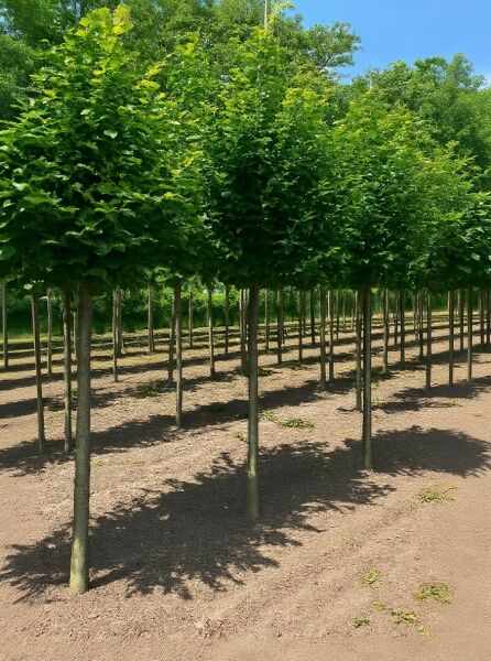 Säulen-Hainbuche 'Lucas' (Carpinus betulus 'Lucas') Hochstamm 14-16 StU mit dichter, grüner Krone in Baumschulreihe.