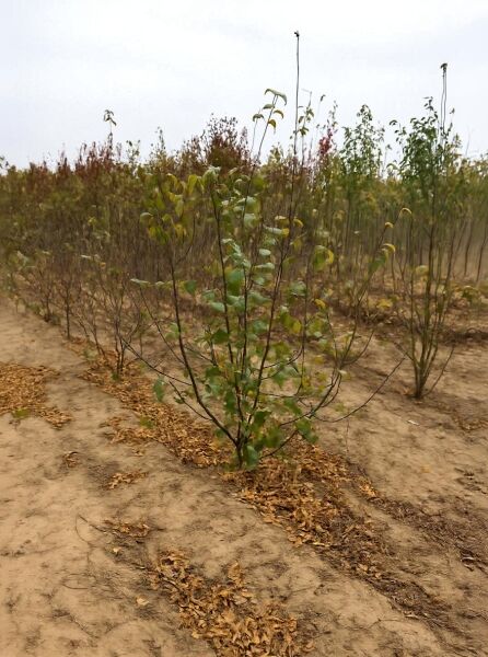 Malus 'Rudolph' / Zierapfel 'Rudolph' 175-200 cm m. Db., junger Baum mit aufrechtem Wuchs und grünen Blättern im Feld.