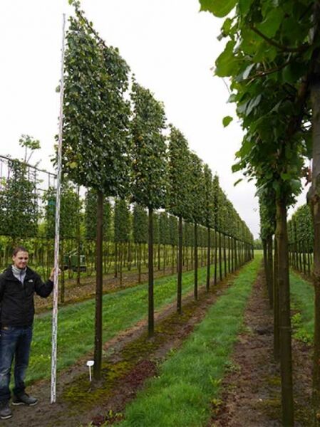 Tilia cordata Greenspire / Winter-Linde 'Hochstamm-Spalier' H:220 B:180 T:20 (Stamm 270 cm)