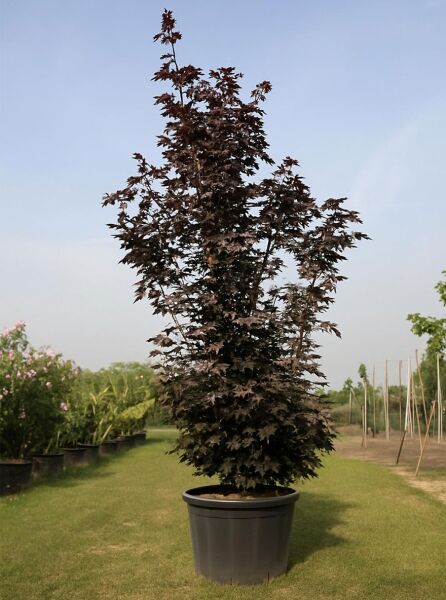 Spitz-Ahorn (Acer platanoides 'Crimson Sentry') 250–300 cm C110, hochwachsender Baum im Container mit dunkelrotem Laub