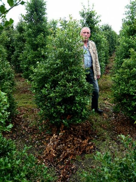 Stechpalme Ilex meserveae 'Blue Princess', Solitär 175-200 cm m. Db., immergrüner Strauch mit dichtem, dunkelgrünem Laub.