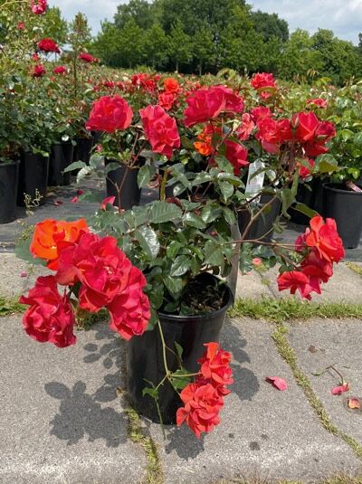 Rosa 'Westpoint' ® / Beetrose 'Westpoint' ® C5 im Topf mit roten Blüten und dunkelgrünem Laub