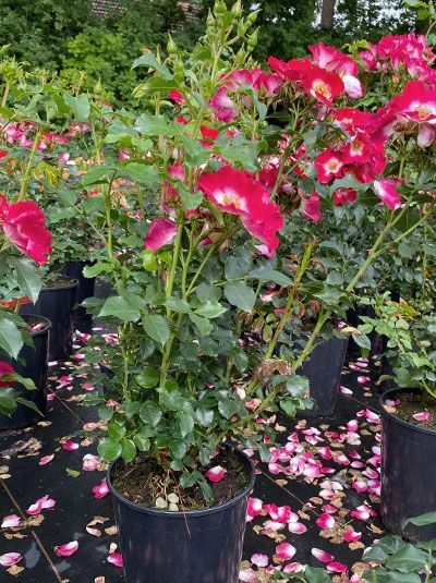 Rosa 'Loki'® / Beetrose 'Loki'® C5, blühender Rosenstrauch im Topf mit pinken Blüten und grünem Laub