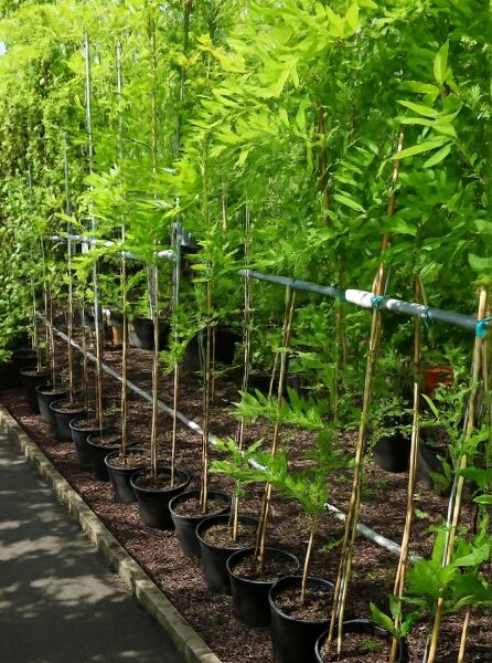 Wisteria floribunda 'Longissima Alba' / Weißer japanischer Blauregen 'Longissima Alba' 150-175 cm C3 im Topf am Stab mit Laub
