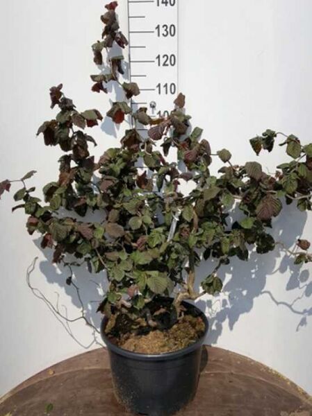 Corylus avellana 'Red Majestic ®' (Blut-Korkenzieher-Hasel), rotblättriger Strauch im Topf, 100–125 cm, C20.
