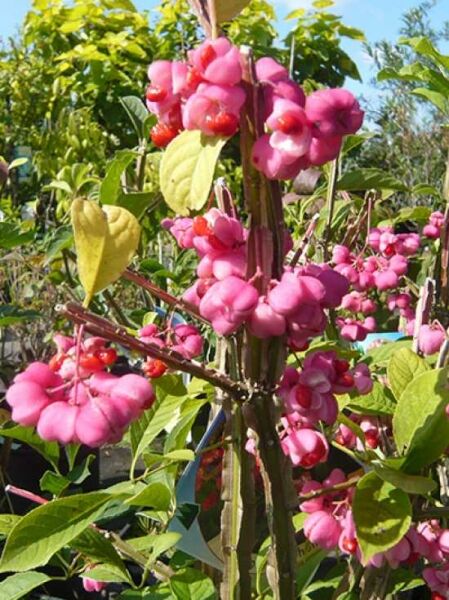 Hoher Korkflügelstrauch / Kork-Spindelstrauch / Euonymus phellomanus