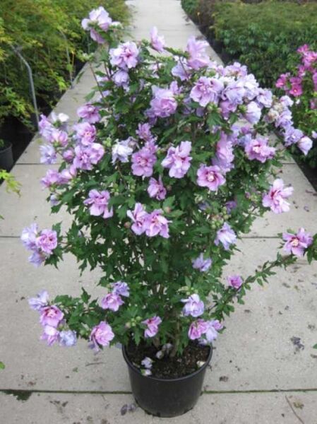 Garten-Eibisch 'Ardens' / Strauch-Eibisch 'Ardens' / Garten-Eibisch 'Ardens' / Strauch-Eibisch 'Ardens'