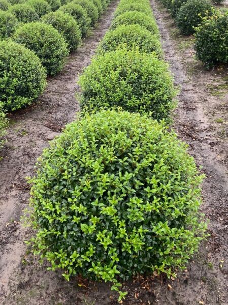 Osmanthus burkwoodii 'Kugel' / Frühlings-Duftblüte 'Kugel', kugelförmiger, dicht belaubter Strauch, 80–90 cm m. Db.