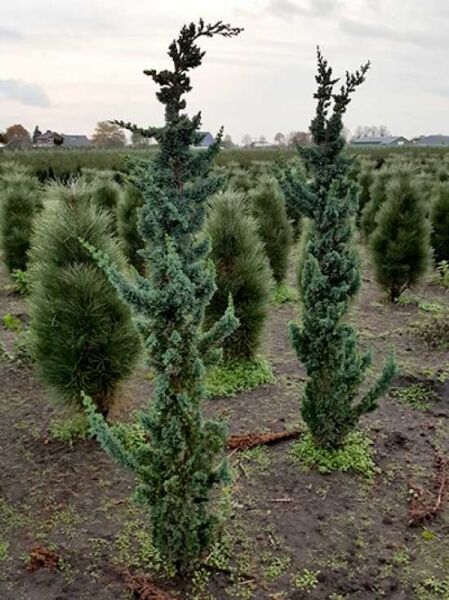 Scheinzypresse Chamaecyparis lawsoniana 'Wissel's Saguaro' 150-175 cm m. B., schlanke Pflanze mit aufrechten, gedrehten Trieben.