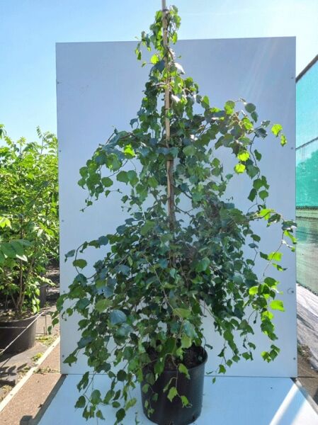 Betula pendula 'Spider Alley' / Korkenzieher-Birke 'Spider Alley', Heister 150-200 cm C12 im Container, aufgebunden an Stab