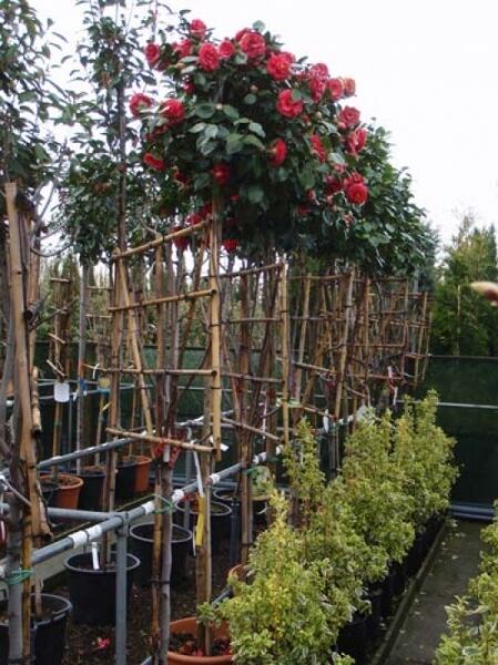 Japanische Kamelie rosa (Camellia japonica) Hochstamm im Container, mit rosa Blüten und dunkelgrünem Laub, angebunden an Stützgerüst.