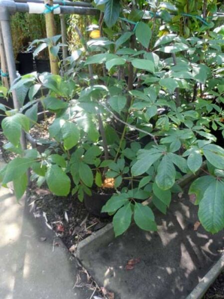 Strauch-Rosskastanie / Aesculus parviflora