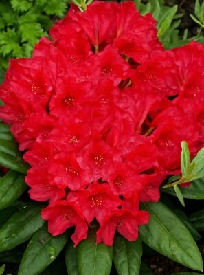 Rot blhende Rhododendron und Azaleen gnstig kaufen