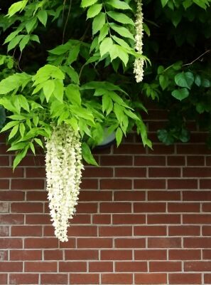 Weier chinesischer Blauregen - Wisteria sinensis 'Alba' - Baumschule  NewGarden