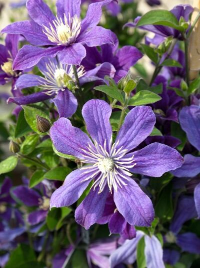 Ganzblättrige Waldrebe 'Arabella' - Clematis integrifolia 'Arabella'