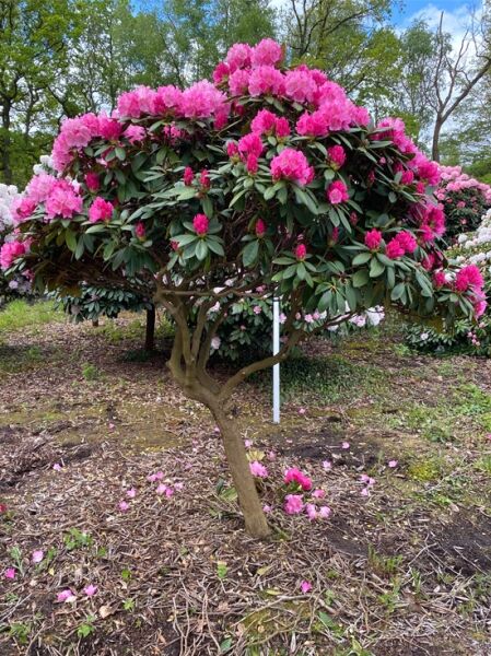 Rhododendron yakushimanum 'Polaris' (Rhododendron 'Polaris')
