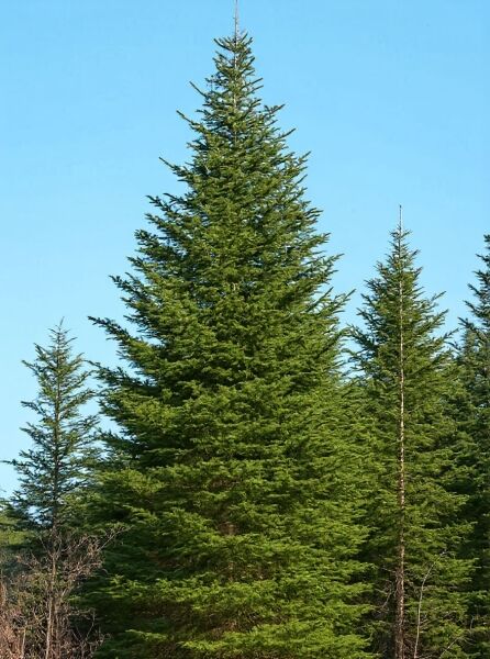 Felsen-Gebirgstanne (Abies lasiocarpa), hoher immergrüner Nadelbaum mit schlanker, kegelförmiger Krone und dichtem Nadelwerk.