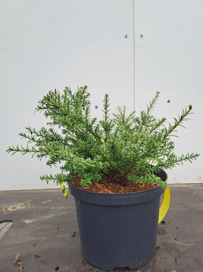 Podocarpus nivalis / Steineibe 20-30 cm C3 im Topf, kompakter Strauch mit feinen, nadelartigen, grünen Trieben